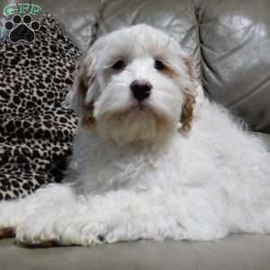 Teddy, Cockapoo Puppy